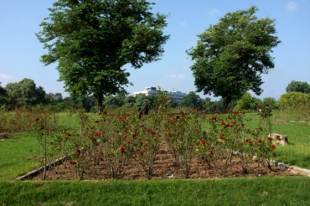 Chandigarh Rose Garden photo