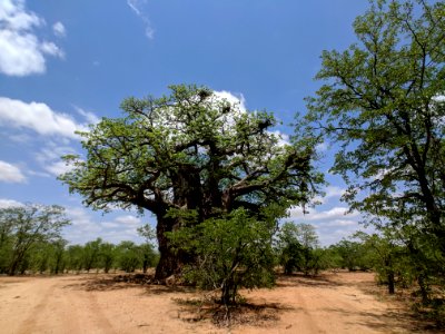 Baobab