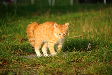 Cat autumn playful