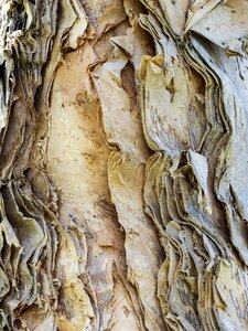 Tree wood nature