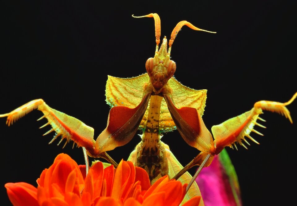 Flowers praying mantis macro