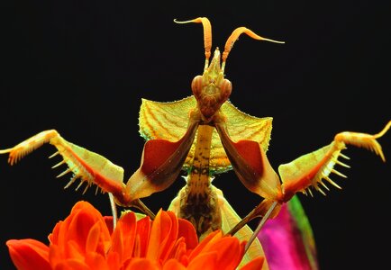 Flowers praying mantis macro photo