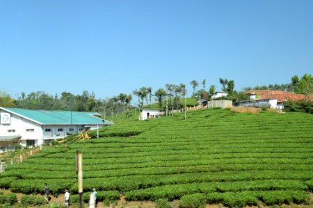 Kumarakom Kerala Tea Area photo