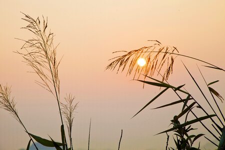 Nature morning sun