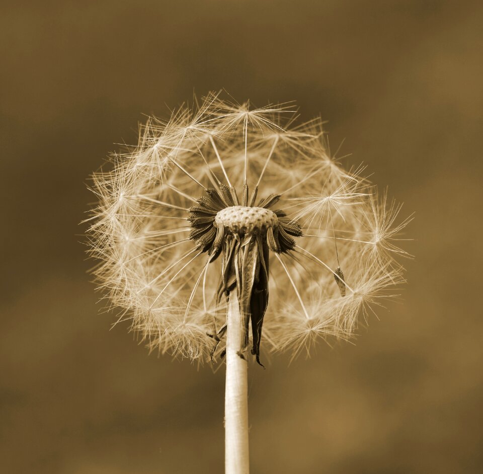 Flying seeds spring macro