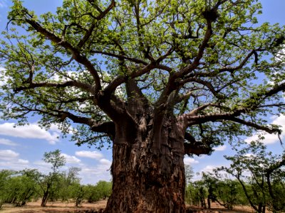 Baobab