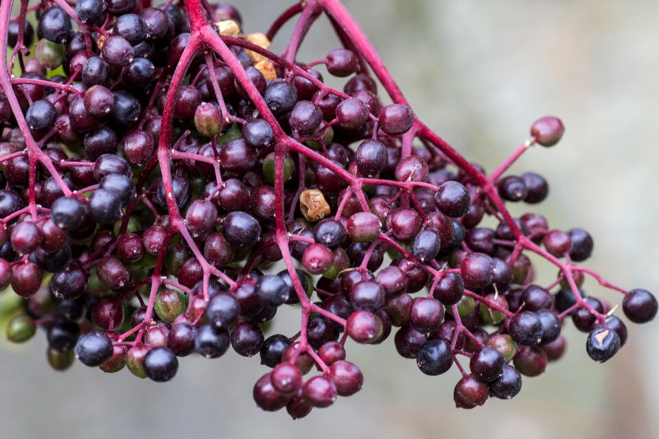 Macro elderberries unripe berries