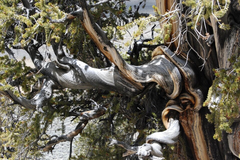 Tree nature old