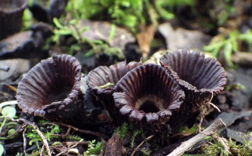 Toadstool urnula craterium close-up