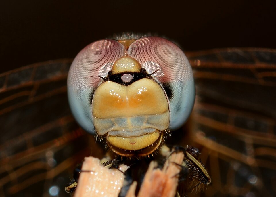 Sympetrum fonscolombii macro