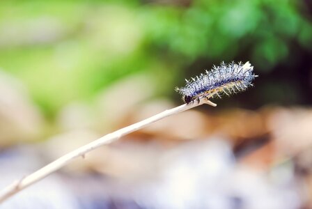 Wildlife macro spiky