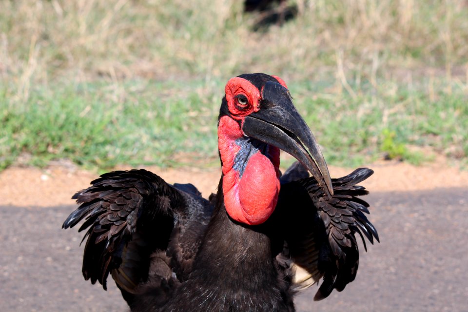 Southern ground hornbill