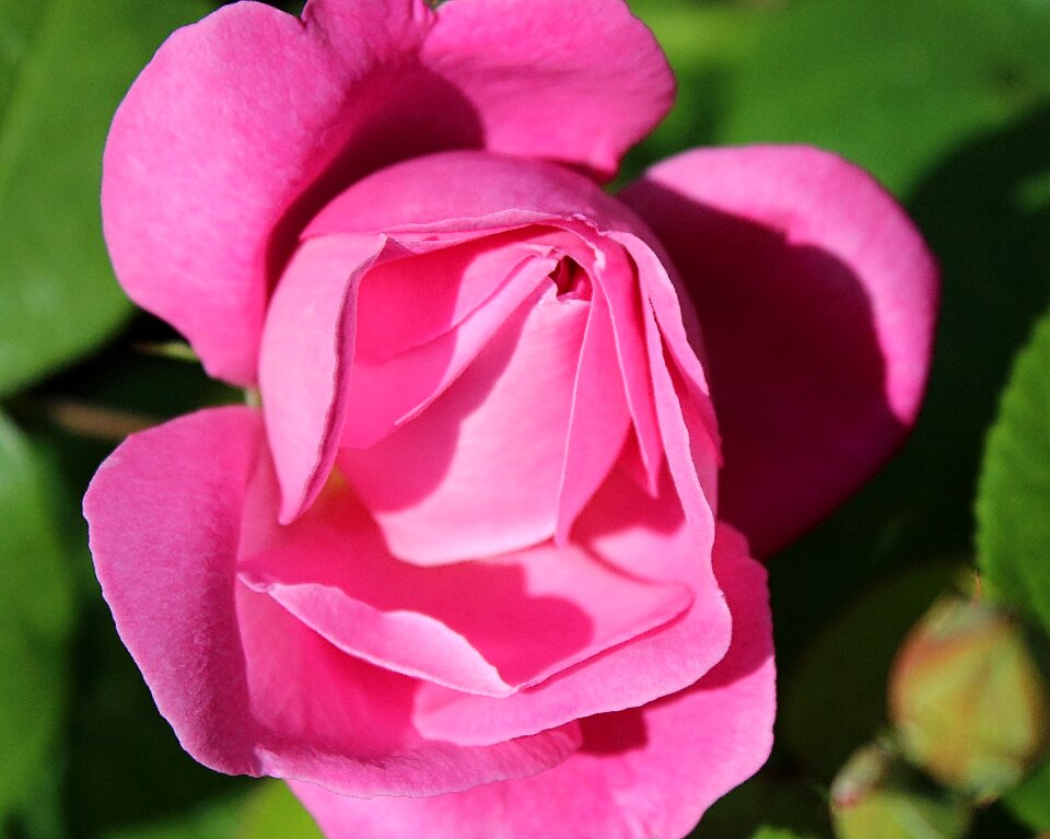 Plant rosaceae inflorescence