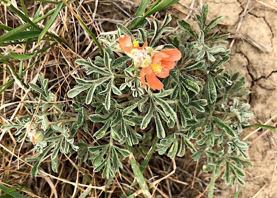 2020/366/167 Prairie Mallow