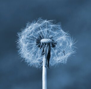 Flying seeds spring macro
