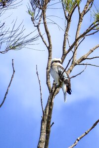 Bird australia animal