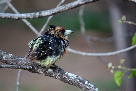 Crested Barbet photo