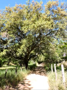 Alcornoque (Quercus suber). Fuenteheridos (Huelva).