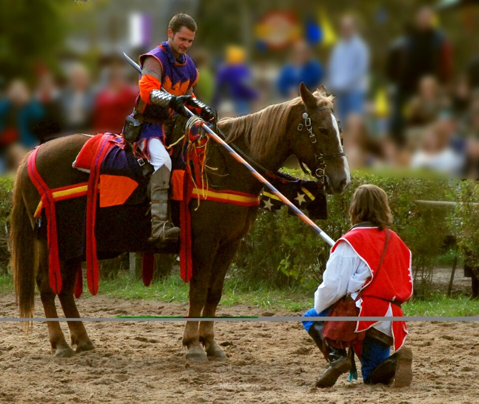 Horse lance brown horse