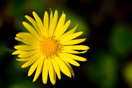 Bloom plant yellow