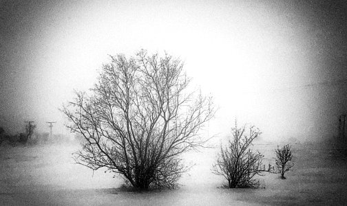 2020/366/357 Three in the Snow