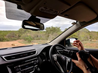 The safari experience