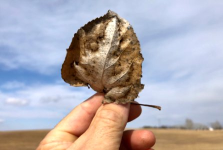 Just One Leaf