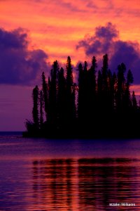 Pine trees and reflection at sunset IMG 0141 photo