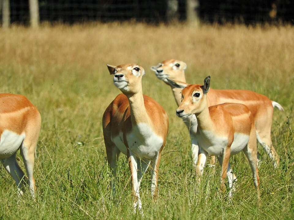 African animal wild animal flock