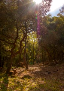 Parque Natural de los Alcornocales. Jimena de la Frontera ( Cádiz).