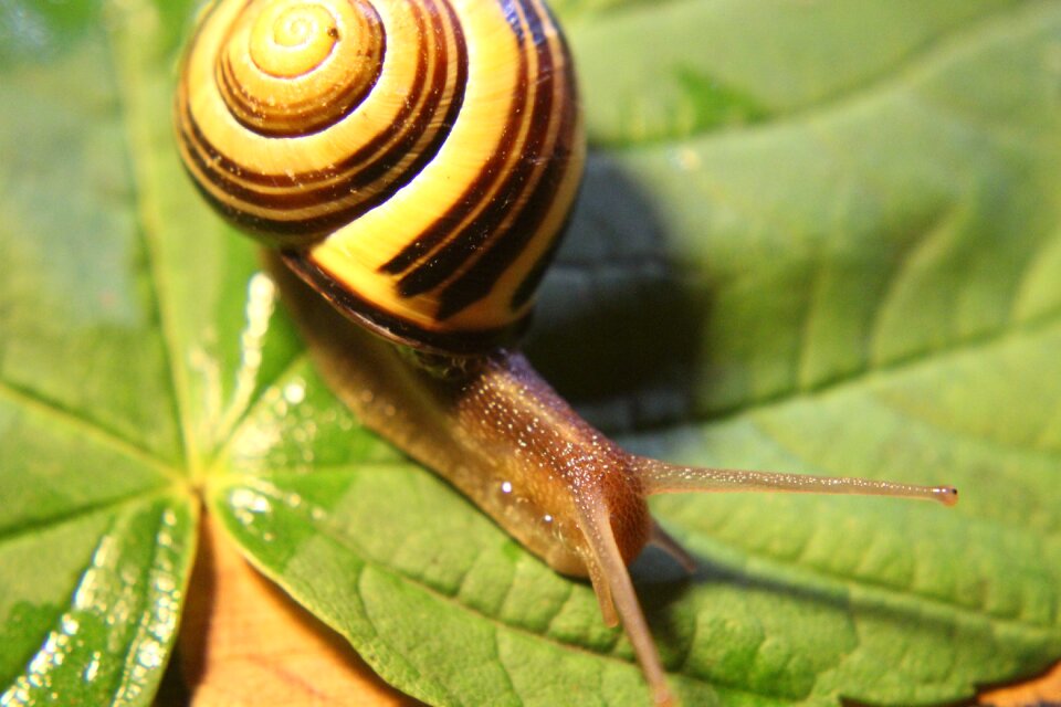 Land snail animal bauchfuesser