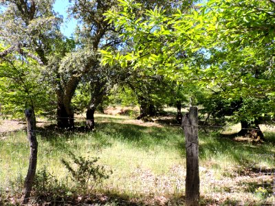 Castaños y alcornoques en la Sierra de Aracena. Fuenteheridos (Huelva).