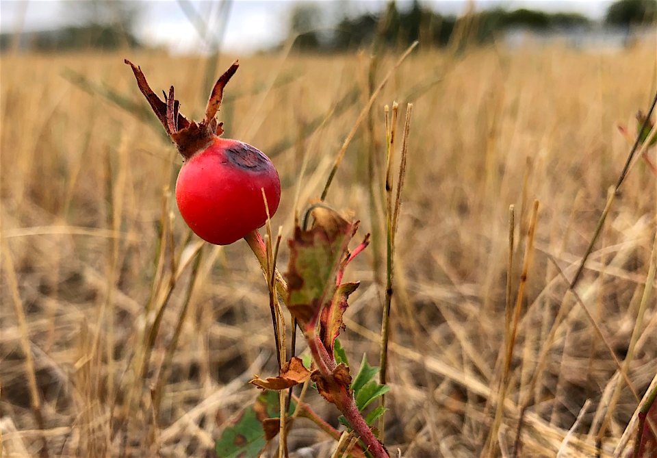 2020/366/246 Hello Rose Hip