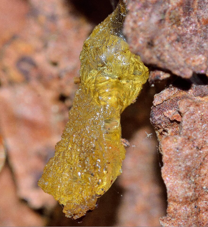 Resin yellow plants