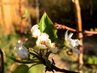 2020/366/137 First Pear Tree Flowers