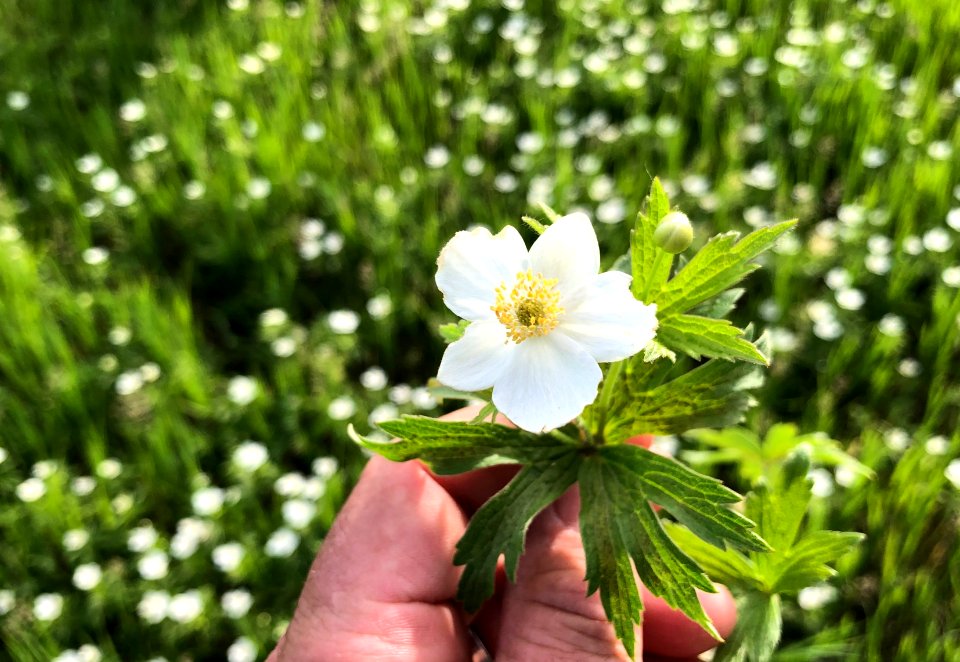 2020/366/164 Tiny Field of White Flowers