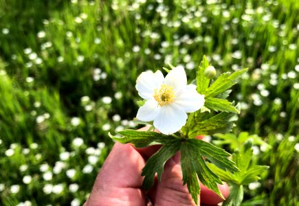 2020/366/164 Tiny Field of White Flowers