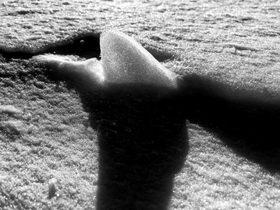 2020/366/30 Behold The Ice Shark!