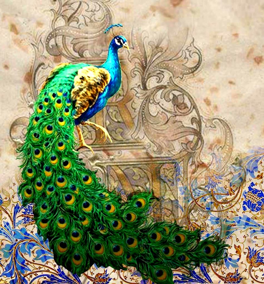 Peacock