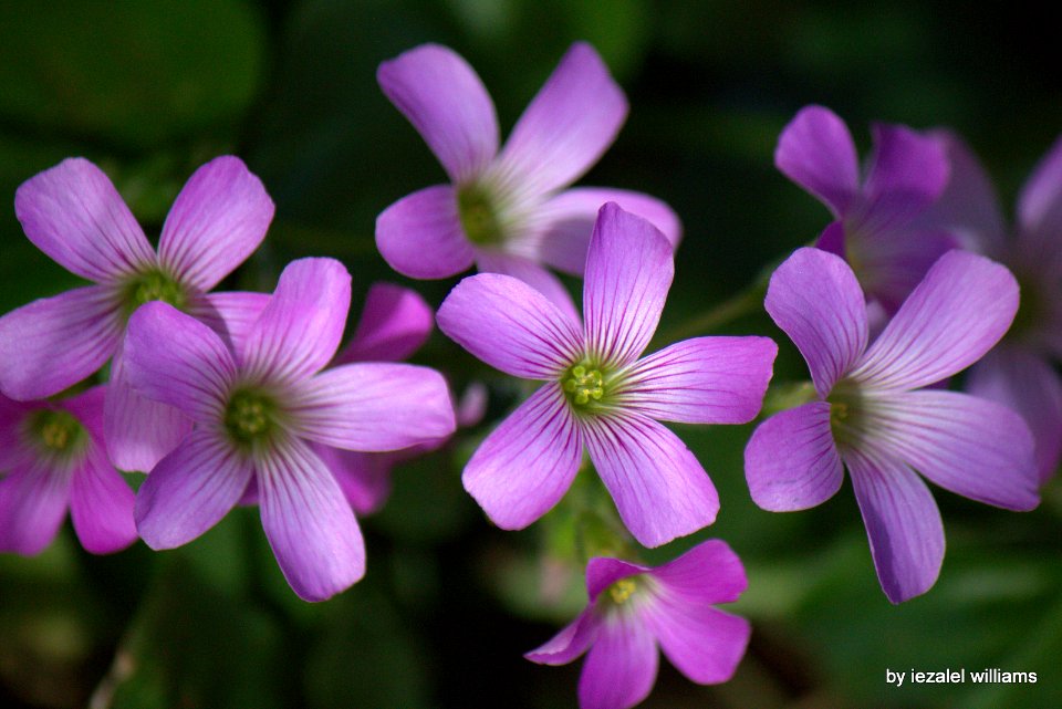 Expanding together - Oxalis debilis by iezalel williams IMG 8335