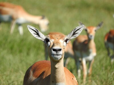 African animal wild animal flock