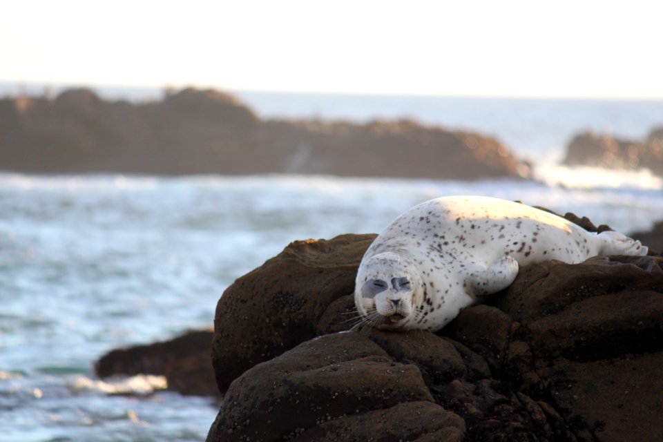 Seal at Salt Point State Park