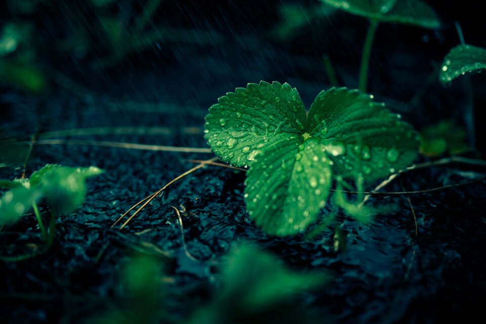 Green strawberry plant grow