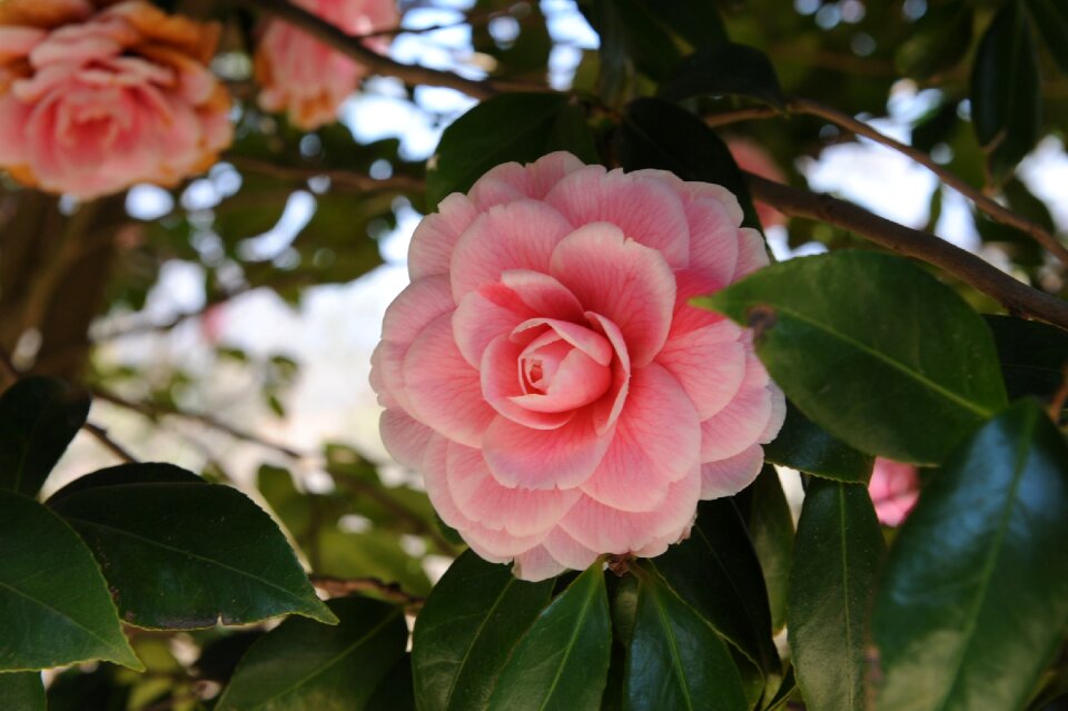 Hainan camellia dongbaek