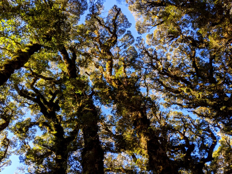 Southern Beech Forest