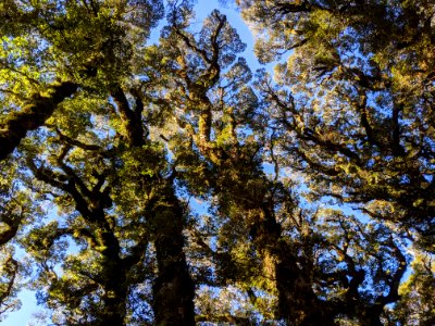 Southern Beech Forest