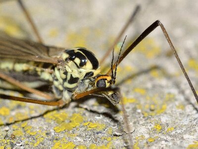 Insects diptera daddy longlegs