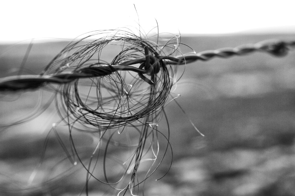 2020/366/4 We <3 The Lines