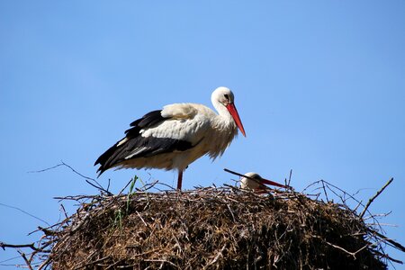 Stork nest animal photo