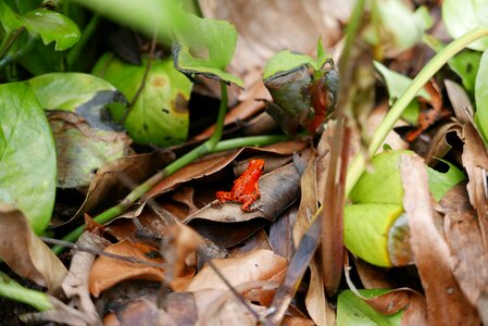 Animal tropical red photo